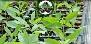 Georgia Pecan Trees logo with small pecan trees for sale, bareroot pecan trees for sale, container pecan trees for sale, wholesale pecan nursery.