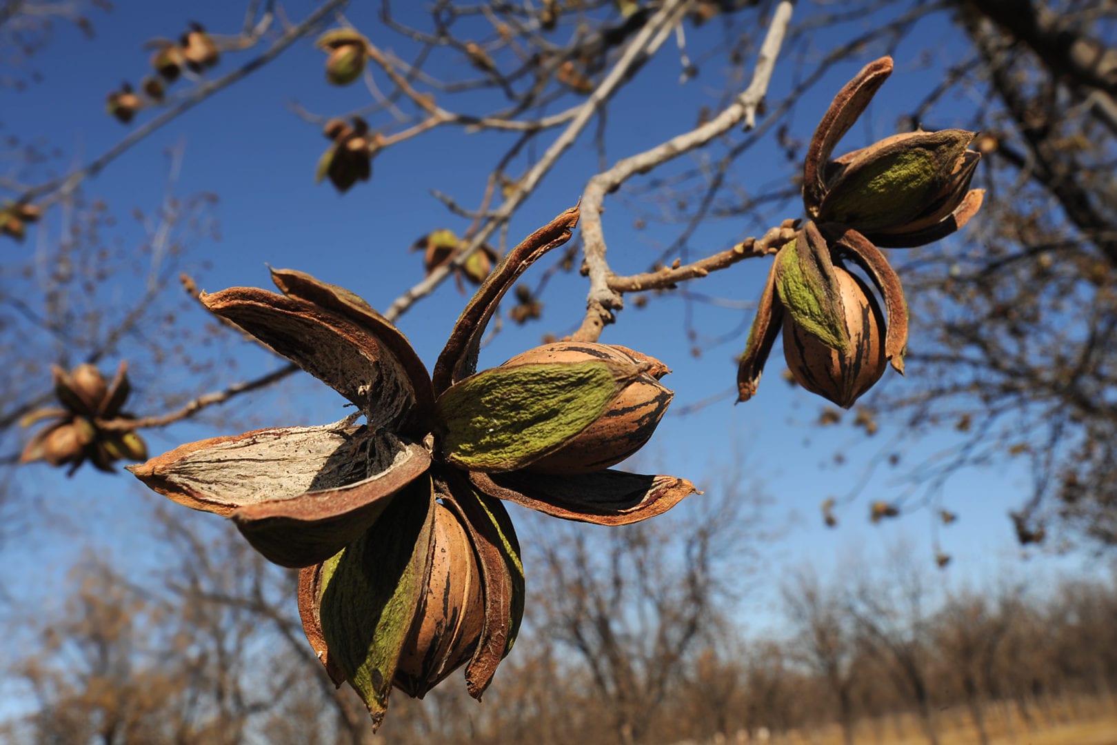 Health Benefits of Pecans – Georgia Pecan Trees