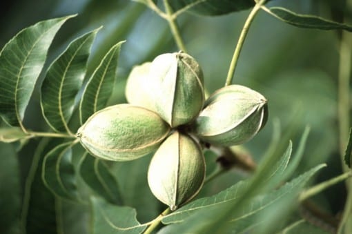 Pecan nuts, pecan trees for sale, bareroot and container pecan trees, retail and wholesale pecan nursery for pecan tree sales.
