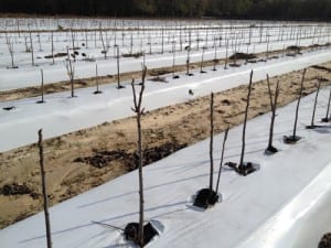 Pecan trees for sale, bareroot and container pecan trees, retail and wholesale pecan nursery, wholesale pecan trees.