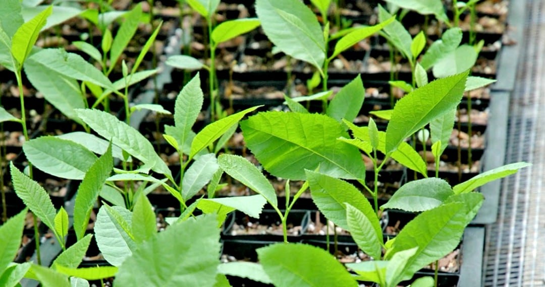 Pecan Tree Saplings Wholesale Pecan Nursery Retail Pecan Nursery