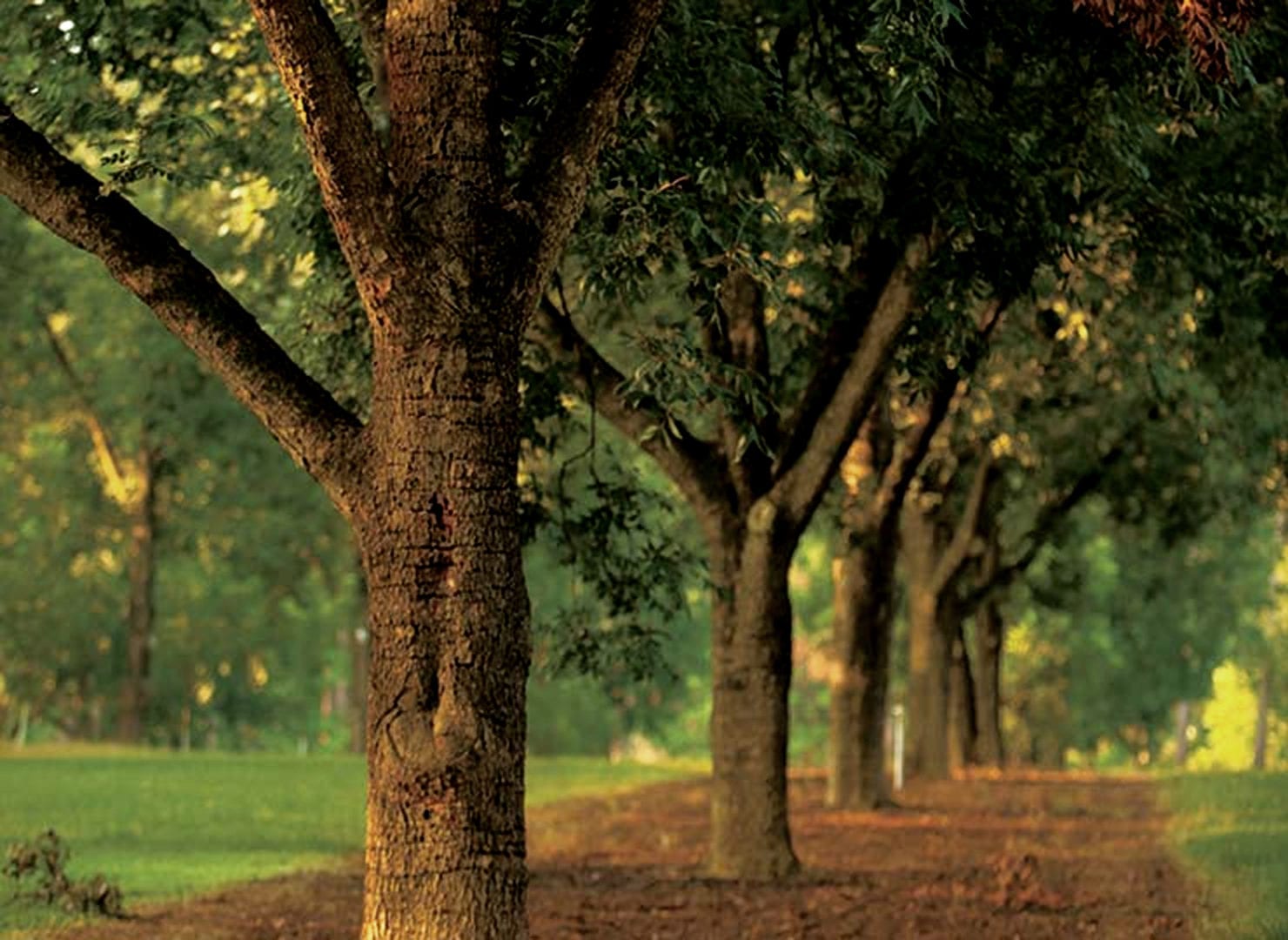 pecan trees for sale in a row