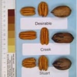 Creek, Desirable and Stuart pecans, pecan tree nursery for pecan tree sales, a retail and wholesale pecan nursery for wholesale pecan trees.