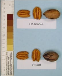 Desirable and Stuart pecans, pecan tree nursery for pecan tree sales, a wholesale and retail pecan nursery for wholesale pecan trees.