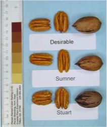 Sumner, Stuart and Desirable pecans, a pecan tree nursery with container and bareroot pecan trees for sale, we are a retail and wholesale pecan nursery.