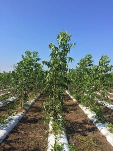 Pecan trees for sale, retail pecan nursery pecan tree sales, wholesale pecan nursery, wholesale pecan trees, bareroot and container pecan trees.