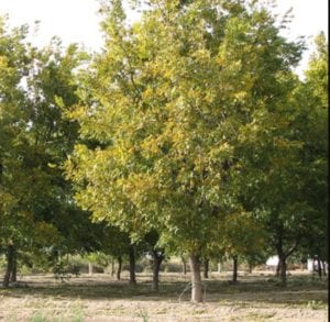 Pecan Tree at pecan tree nursery with pecan tree sales, bareroot pecan trees for sale and container pecan trees for sale