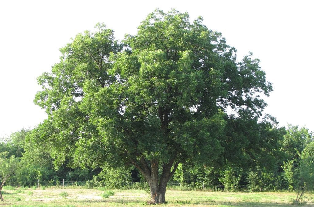 How to make a pecan tree produce