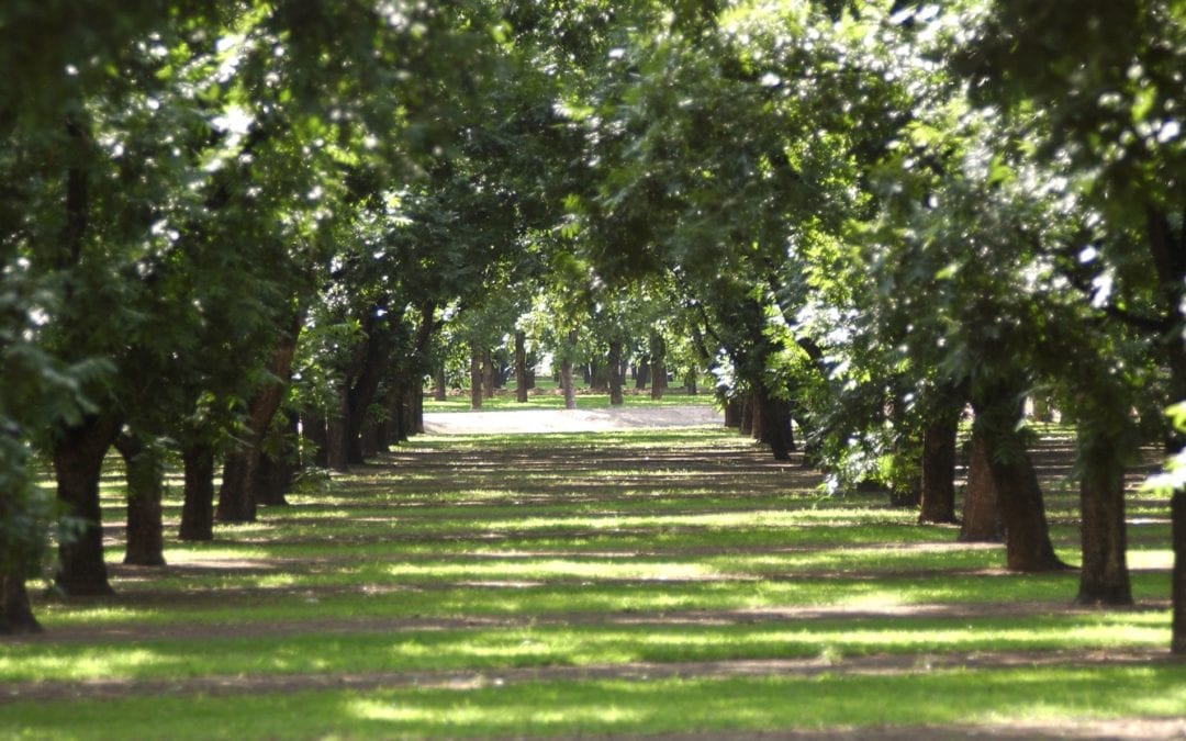 How to Know if Your Pecan Tree Is Healthy