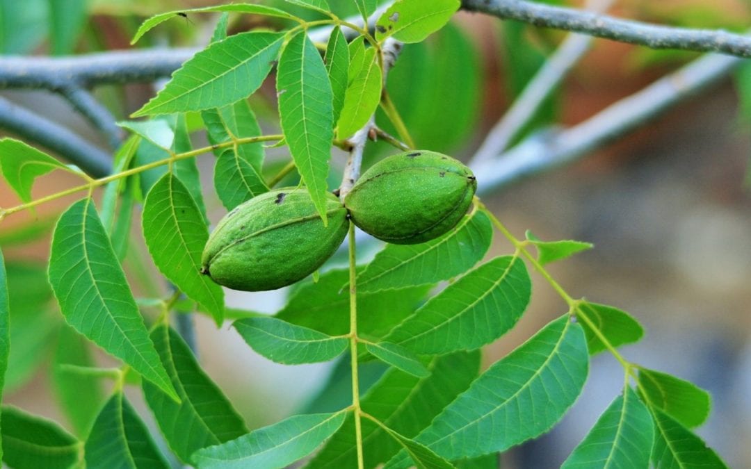 How to Select a Pecan Tree That Will Survive Best In the Area You Live In