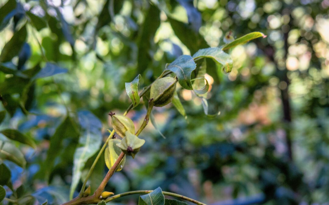 Best Time to Plant Pecan Trees (& Other Tips)