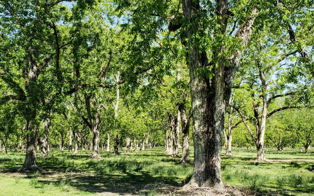 The Impact of Climate Change on Pecan Production