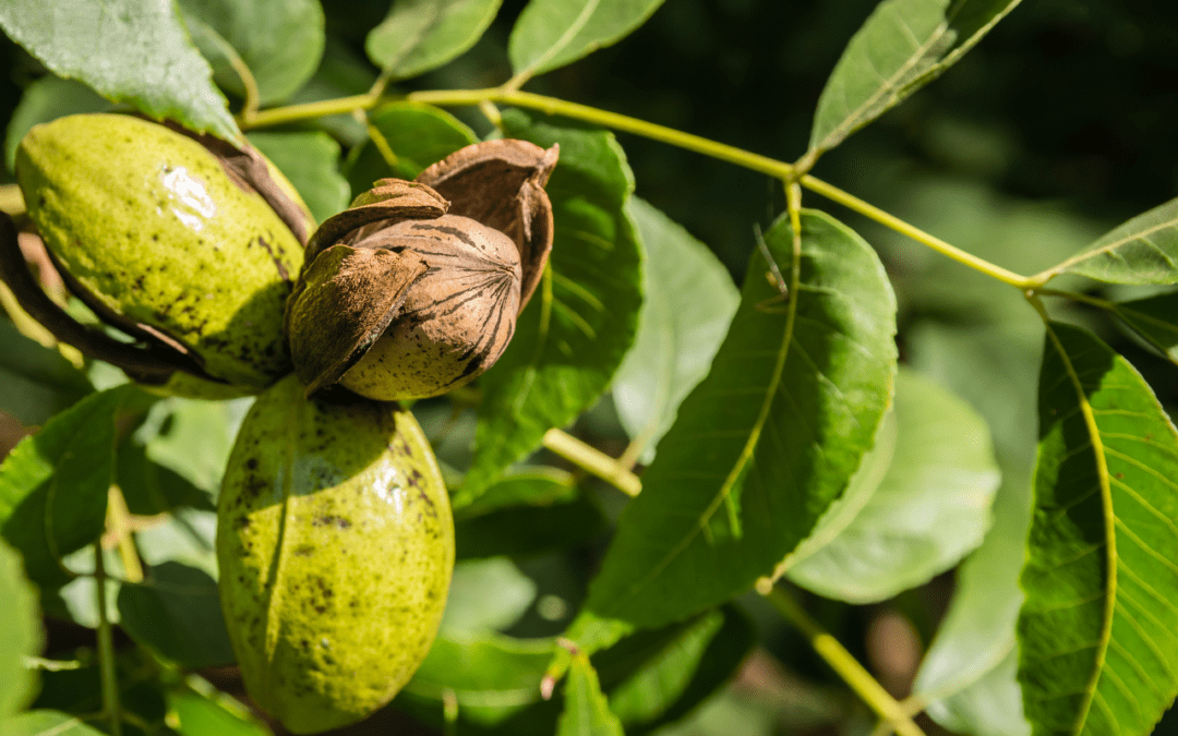 The Benefits of Georgia Pecan Trees: Enhance Your Orchard with Quality Nursery Stock
