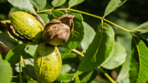 pecan tree value